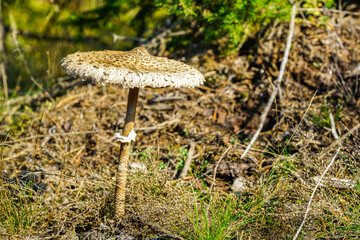 A single grown up white Parasol mushroom with scaly hat in a pine forest edge