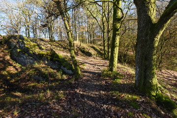 Obraz premium Belgique Wallonie automne nature foret ombre lumiere arbre