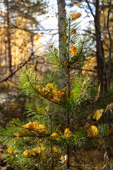 Vertical photo of a group of one small pine with yellow birch leaves is against the blue sky background in the forest in autumn