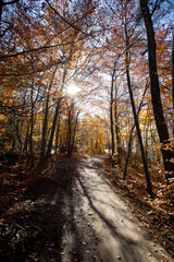 Forest landscape in autumn: Colorful leaves, sunbeams and positive atmosphere