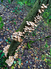 Honey agarics grow in the forest on a tree .