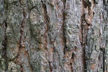 pine tree bark texture