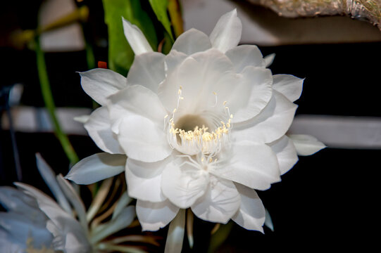 Pokok Photos Royalty Free Images Graphics Vectors Videos Adobe Stock