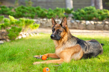 German shepherd dog playing with an orange ball in its mouth. Portrait of a playing purebred dog in summer park.