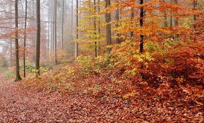 Obraz premium Noch leuchten die Wälder