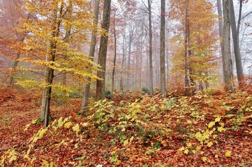 Herbstwald im Nebel