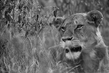 Portrait of a lion in the evening hours at Masai Mara, Kenya.  A monochrome image.