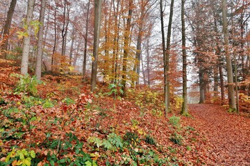 Noch leuchten die Wälder
