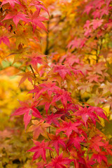 Spectacular red maple leaves in autumn