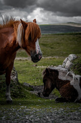 horse in the field