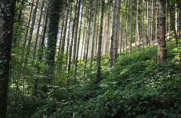 Fototapeta premium Tannenwald