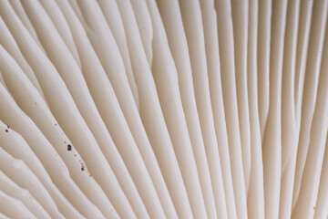 Amanita phaloides death cup mushroom of greenish color in hat with white blades, foot, veil and volva in forest with plant remains around