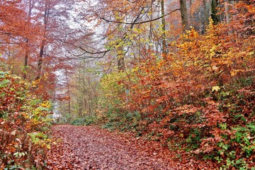 Noch leuchten die Wälder
