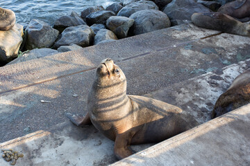A photo of a sea lion