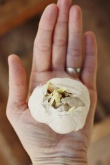 White garlic with green sprouts in hand