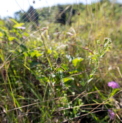 The common argiope bruennichi spider