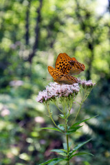 A paphia butterfly on a flower