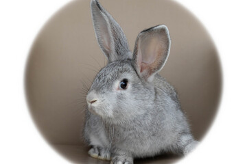 little funny Easter beautiful gray rabbit.the concept of Easter and holiday.