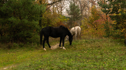 Obraz premium two horses grazing in the autumn meadow near the forest