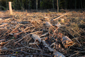 Naklejka na ściany i meble Forest ground of a deforested woodland covered with tree logs and branches through bark beetle infestation and dryness - Stockphoto