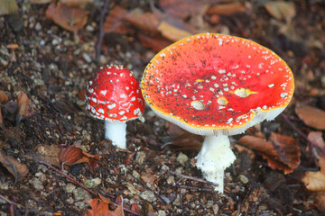 mushrooms not edible in the forest in autumn