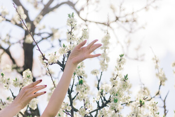 Close up of beautiful female hands holding a branch of blossoming fruit tree and flowers.