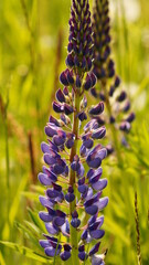 bee on flower