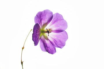purple geranium flower isolated on white background