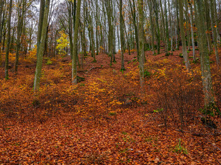 Autumn woodland scene with brown leaves covering the forest floor