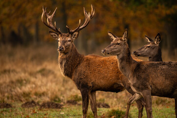 Red Deer Stag