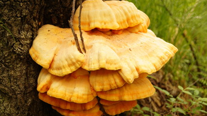 mushrooms on the tree