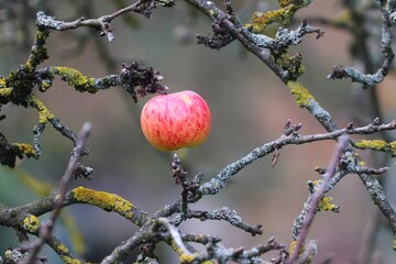 letzter roter Apfel am Baum
