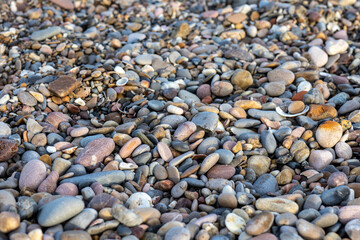 rocks pebbles and shells on the shore