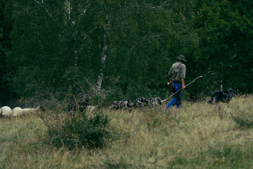 Sch&auml;fer mit seinen Hunden