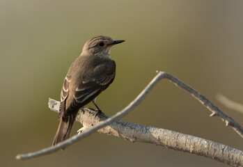 Spotted Flycatcher perched on a branch at Asker marsh, Bahrain