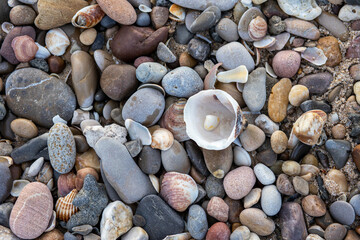 rocks pebbles and shells on the shore