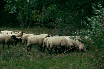 Schafe einer Herde (2)