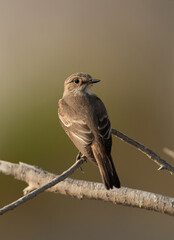 Spotted Flycatcher perched on a branch at Asker marsh, Bahrain