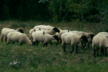 Obraz premium Schafe einer Herde