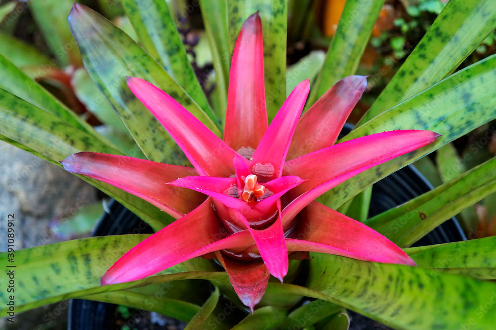 Wall mural colorful bromeliad on tropical garden