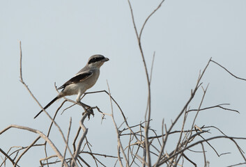 Obraz premium Great Grey Shrike perched on a twig at Asker marsh, bahrain