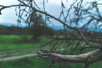 Alter abgestorbener Ast