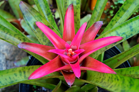 Colorful bromeliad on tropical garden