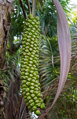 Exotic palm tree fruits, Minas Gerais, Brazil