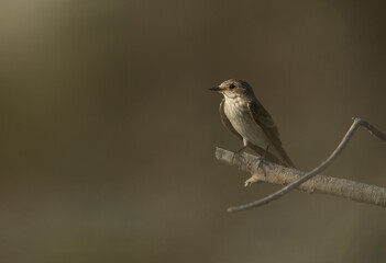 Spotted Flycatcher and blurry foregorund  at Asker marsh