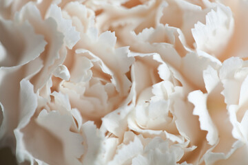 beige carnation macro