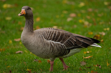 Grey Goose