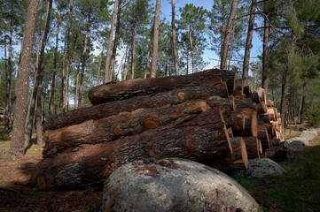 Pine logs cut in pine forest