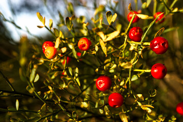 roślina macro czerwień owoce krzak zielony