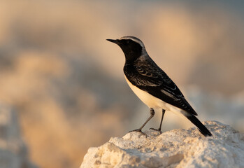 Naklejka premium Pied wheatear on limestone rock at Busaiteen, Bahrain